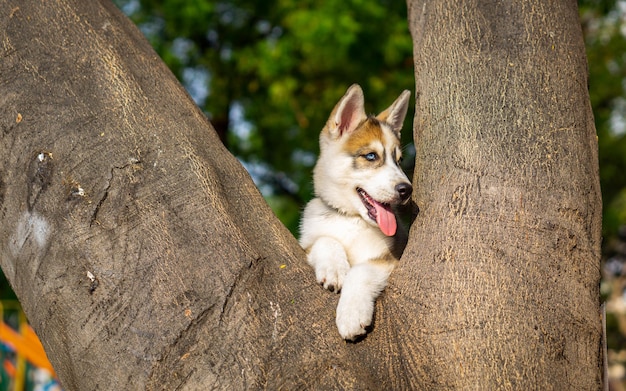 シベリアンハスキー犬