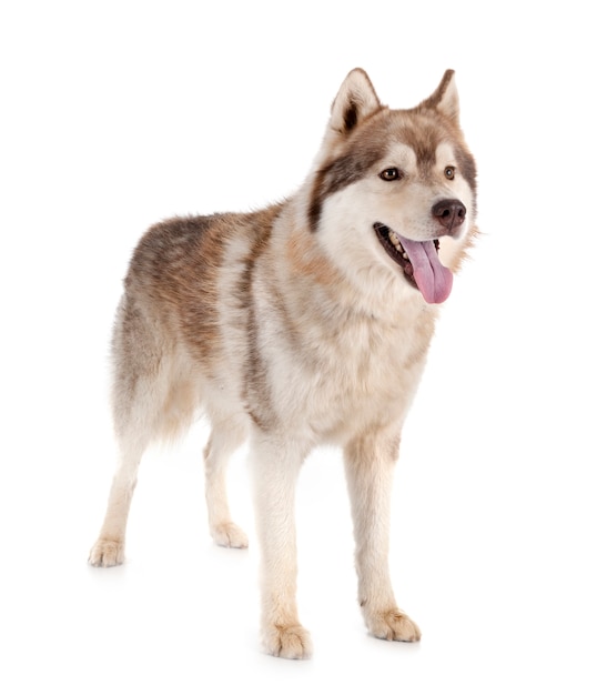 Cane husky siberiano