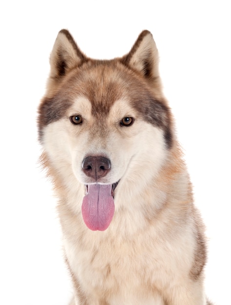 Siberian husky dog