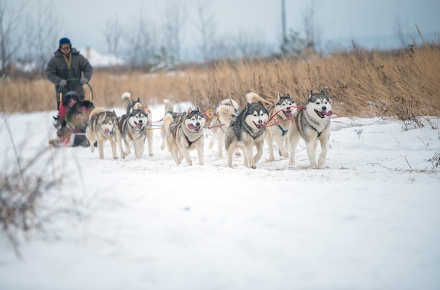 写真 冬のシベリアンハスキー犬の肖像画