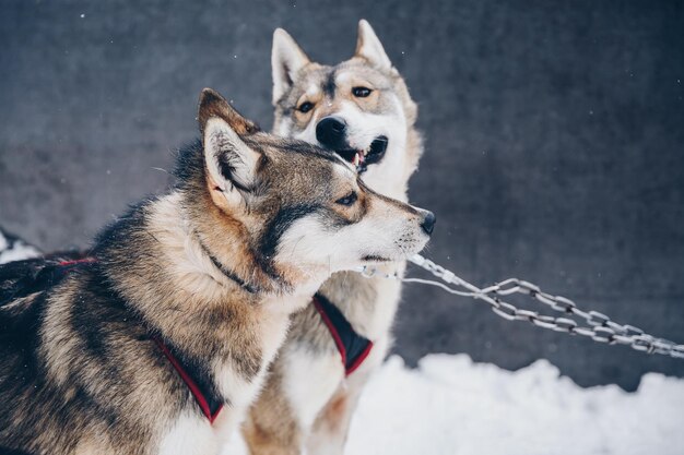 フィンランドラップランドの雪の冬の森のシベリアンハスキー犬