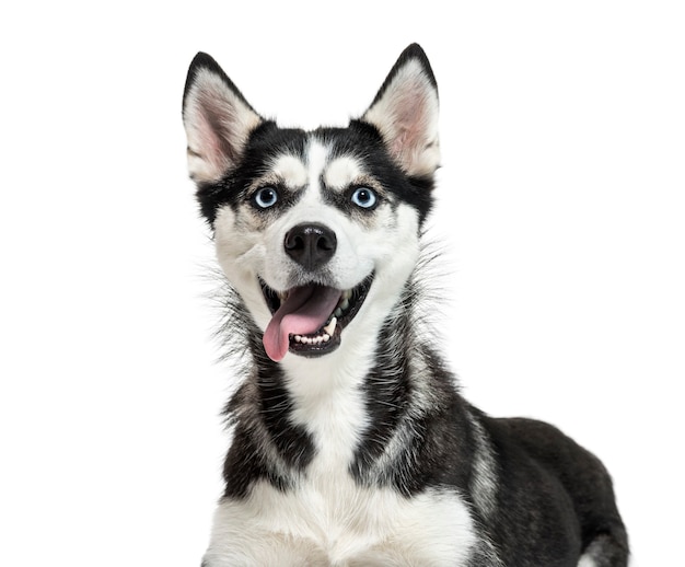 Siberian Husky in front of white background