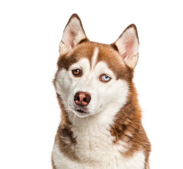 Siberian husky davanti a una superficie bianca