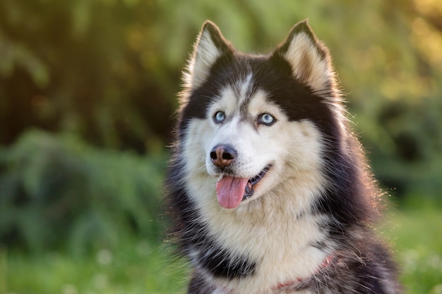 Siberian husky sull'erba i