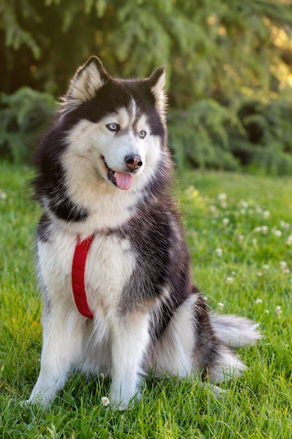 Siberian Husky on the grass 