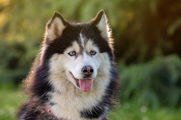 Siberian Husky on the grass 