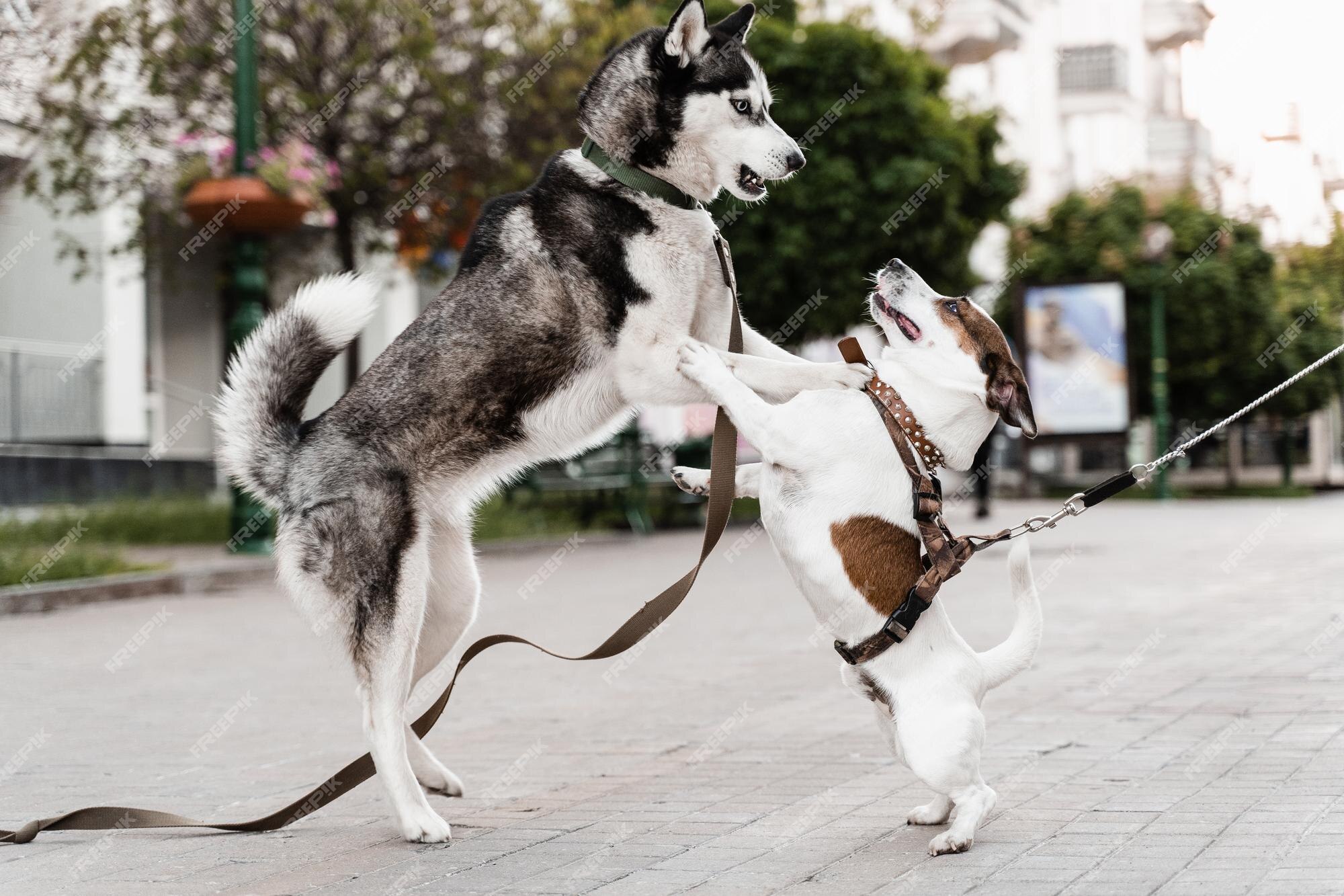 Premium Photo | Siberian husky and jack russell terrier play on the street funny puppy dogs 2 adorable dogs meet sniff and playing with each other Premium Photo | Siberian husky and jack russell terrier play on the street funny puppy dogs 2 adorable dogs meet sniff and playing with each other