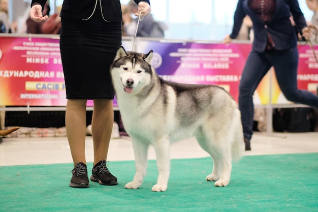 ひもにつないで芝生の上を歩くシベリアン ハスキー ドッグショー