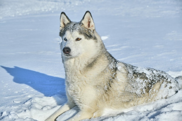 Siberian husky lies in the snow on a bright sunny day with its ears pricked up.