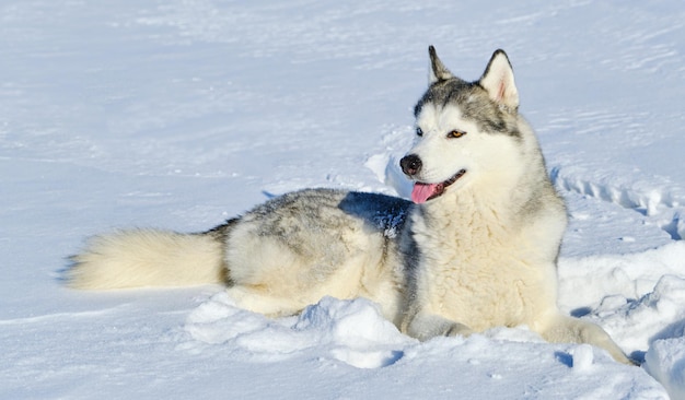 Siberian Husky lies in the snow on a bright sunny day.