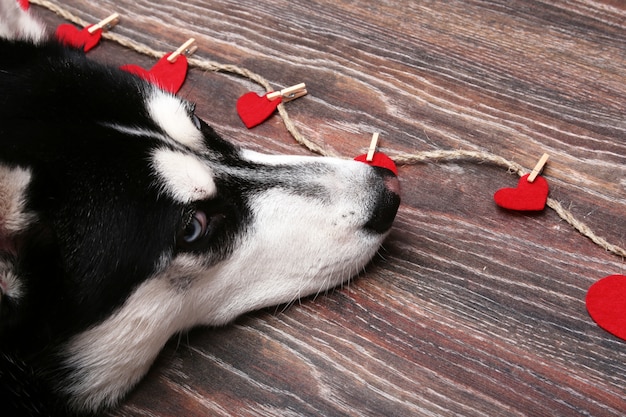 Siberian husky looks at the red hearts.