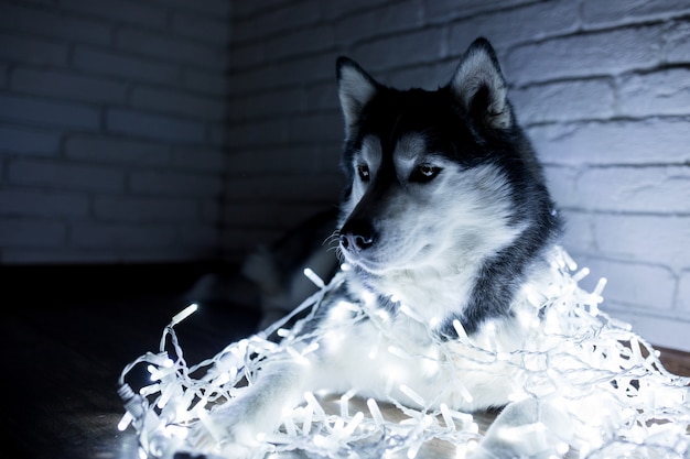 Siberian husky in New Year lights. Lifestyle with dog. Brick wall background