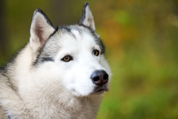 Primo piano del ritratto del husky siberiano, faccia del husky siberiano con colore del mantello bianco e nero e occhi marroni, razza di cani da slitta. ritratto della museruola del cane husky all'aperto per il design, sfondo verde sfocato della foresta