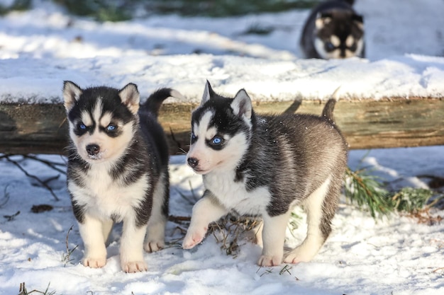 Photo siberian husky puppies play winter caring for others and devotion