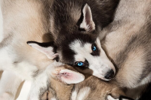 Siberian husky puppies