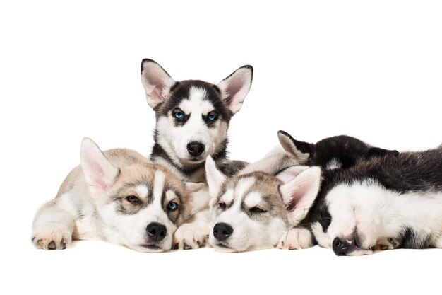 Siberian husky puppies