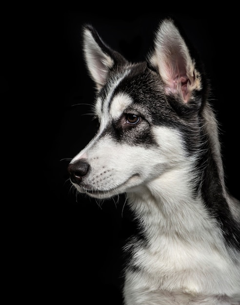 Siberian Husky puppy (5 months old) on black surface