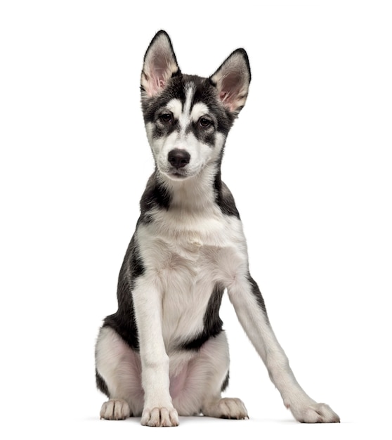 Siberian Husky puppy (5 months old), isolated on white