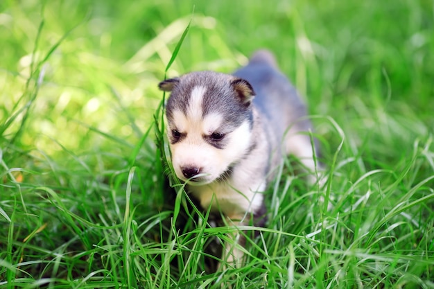 Siberian husky puppy on green grass.