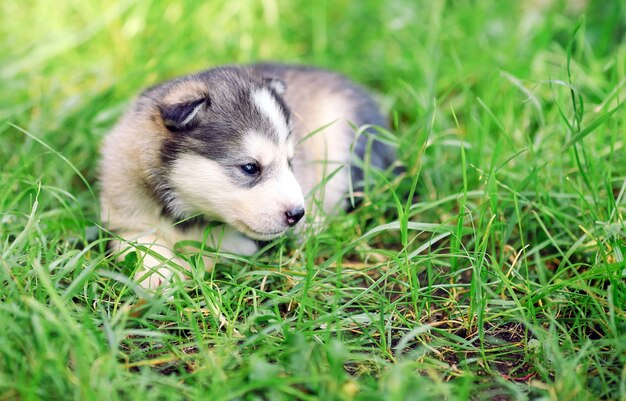 緑の芝生にシベリアンハスキーの子犬。