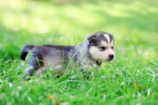 緑の芝生にシベリアンハスキーの子犬。