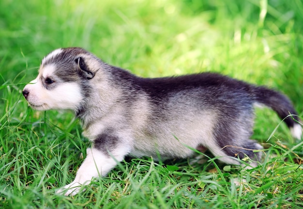 緑の芝生にシベリアンハスキーの子犬。