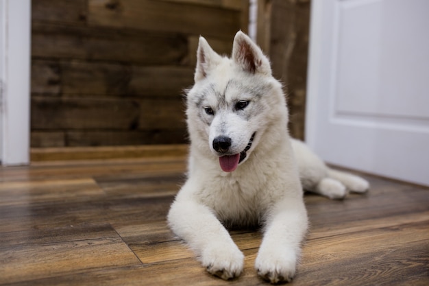 Photo siberian husky puppy at home. lifestyle with dog