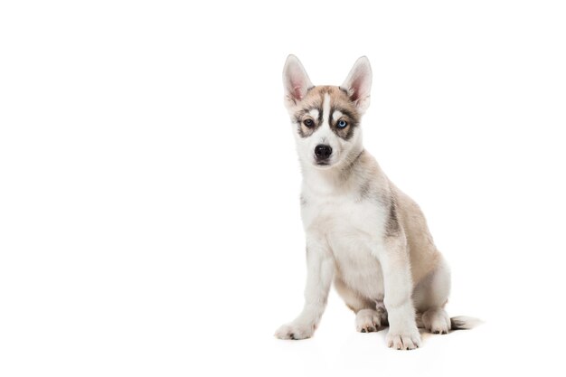 Siberian Husky puppy isolated on a white background. A dog sits and looks into the camera