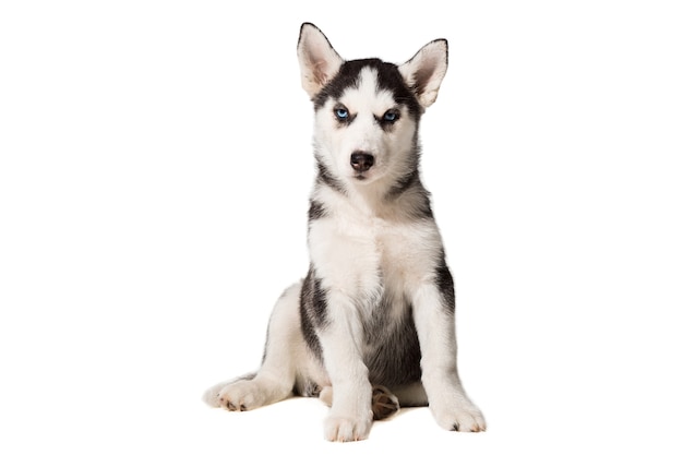 Siberian Husky puppy isolated on a white background. A dog sits and looks into the camera