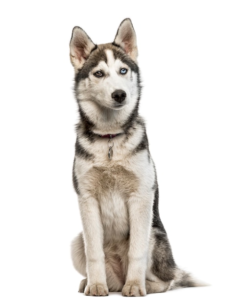 시베리안 허스키 강아지 앉아, 흰색 절연