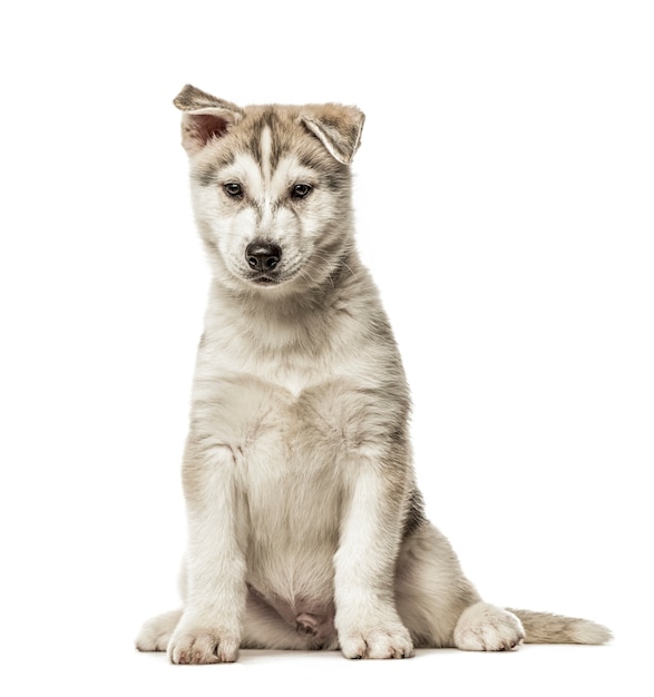 Siberian Husky Puppy sitting