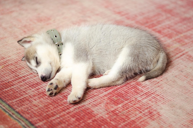 Siberian husky puppy sleeping in the home on old red vintage carpet