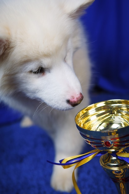 青い背景にカップと白のシベリアンハスキーの子犬。犬のチャンピオン