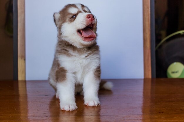 写真 シベリアンハスキー犬