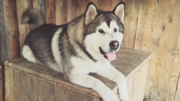 Photo siberian husky relaxing on wooden table