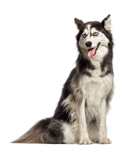 Siberian Husky sitting in front of white background