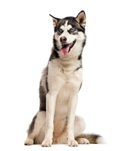 Siberian Husky sitting in front of a white wall