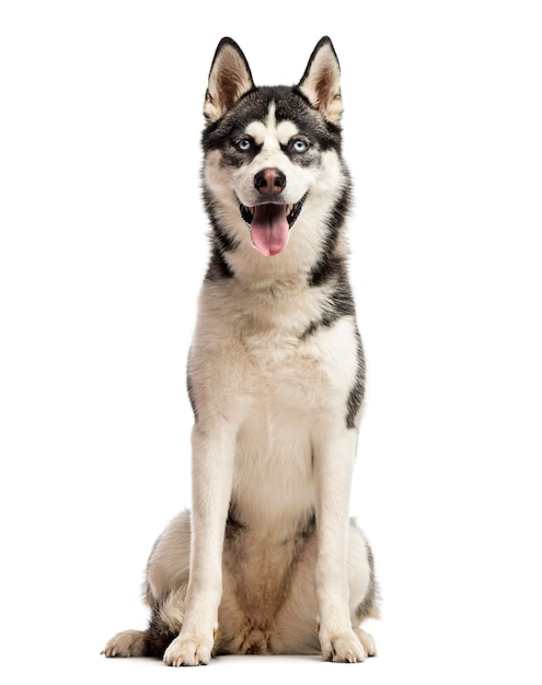 Siberian Husky sitting in front of a white wall