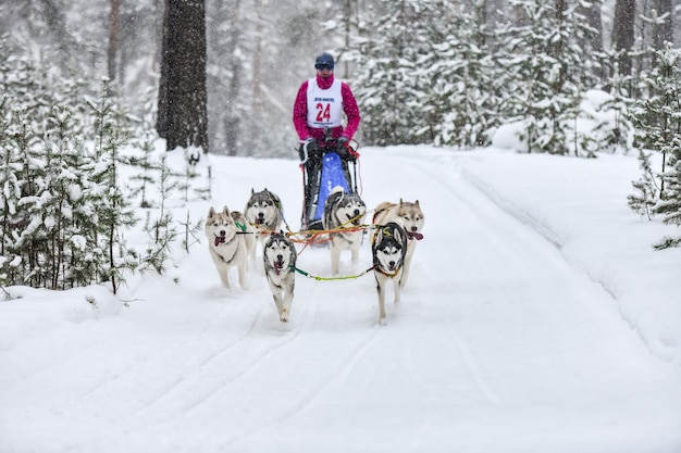 Siberian husky sled dog racing. Mushing winter competition. Husky sled dogs in harness pull a sled with dog driver.