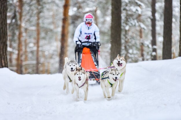 Siberian husky sled dog racing. Mushing winter competition. Husky sled dogs in harness pull a sled with dog driver.