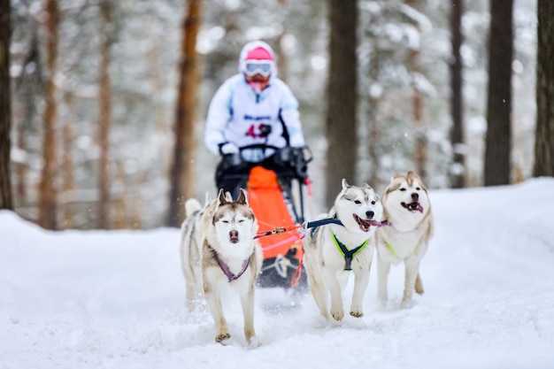 Photo siberian husky sled dog racing