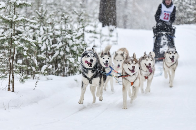 Photo siberian husky sled dog racing