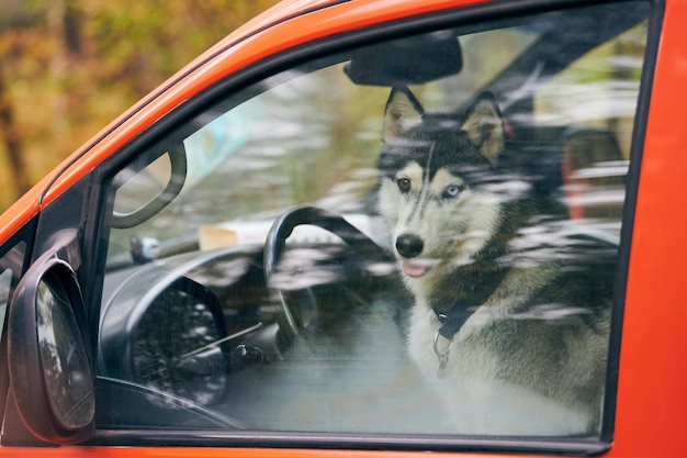 Siberian Husky sled dog in red car, Husky dog looking out car window locked inside car waiting for owner. Funny Husky dog with blue and brown eyes, travel and trip concept. Pet transportation