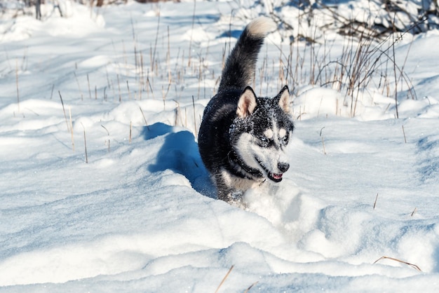 Siberian husky on the snow in winter