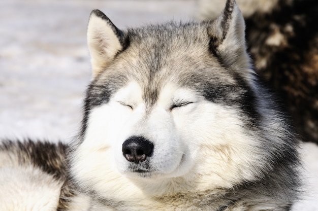 Siberian Husky in the snow