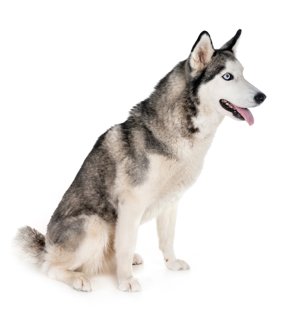 siberian husky in studio