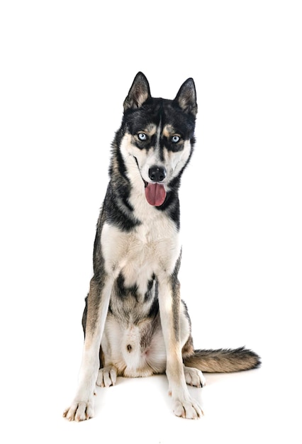 Siberian husky in studio