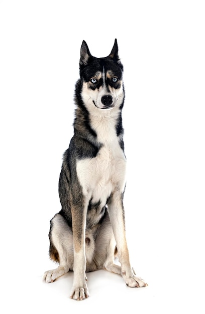 Siberian husky in studio