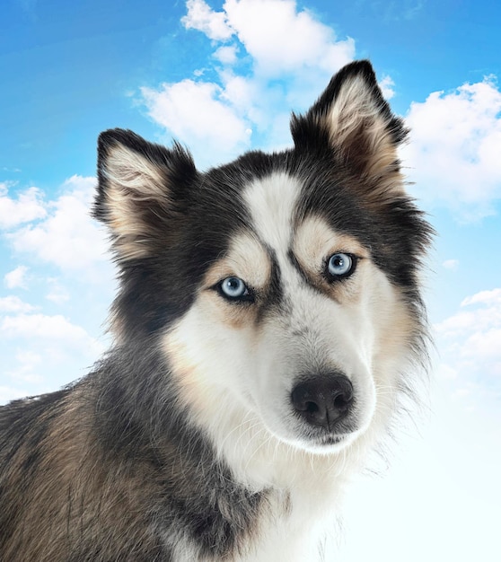 Siberian husky in studio