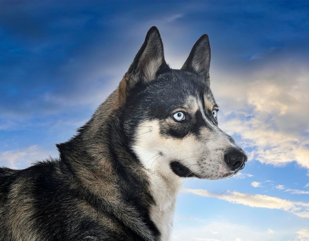 Siberian husky in studio